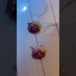 やってみたかった手作りパーツ #セルフネイル #100均ネイル #ネイルチップ #ネイルパーツ #日焼けキティ #日サロキティ #キティちゃん
