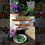 【老け見え回避】“60代女性のNGメイク”と“今っぽく見えるポイント” #開運 #雑学 #知恵 #若見えメイク #シニアメイク #shorts