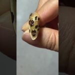 簡単レオパネイル🐆