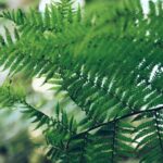 美容液やパックで人気急上昇！注目成分「復活草」とは？