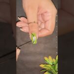 Simple Nailart Design #nailartpd #shorts #2025