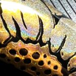 Golden Holo Flower Stamping Nail Art with Chrome Semi-Gel Stamping Polish and Dry-Coloring Pigment